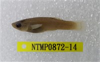 藏品(大肚魚)的圖片